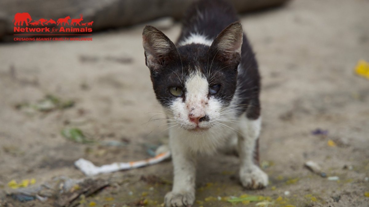 Network4Animals's tweet photo. 10,000 homeless cats are desperate for help in #Lamu, #Kenya!
We urgently need to continue our crucial #TNR sterilization program, preventing countless kittens from being born into suffering. Your support is vital β please get involved: https://t.co/LNm8zr2hT4
#NFACats https://t.co/UUsOAsTxpg