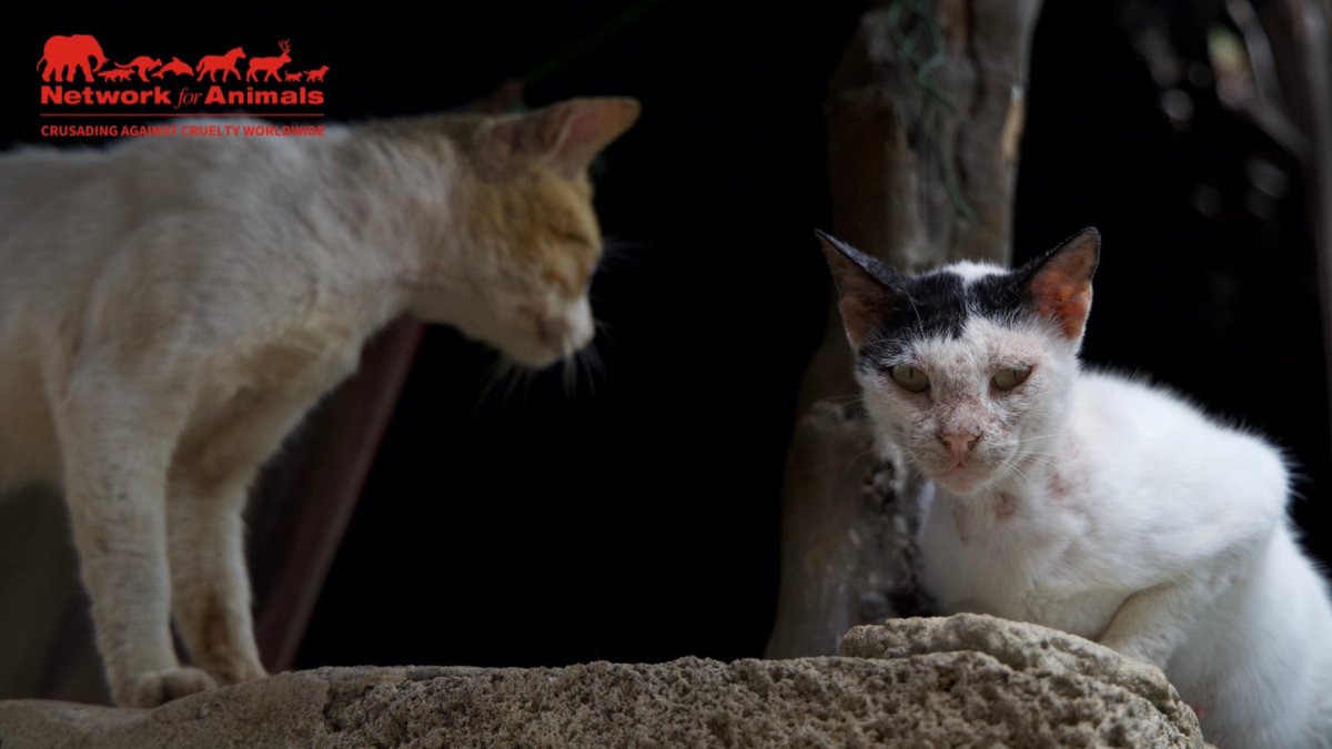 Network4Animals's tweet photo. 10,000 homeless cats are desperate for help in #Lamu, #Kenya!
We urgently need to continue our crucial #TNR sterilization program, preventing countless kittens from being born into suffering. Your support is vital β please get involved: https://t.co/LNm8zr2hT4
#NFACats https://t.co/UUsOAsTxpg