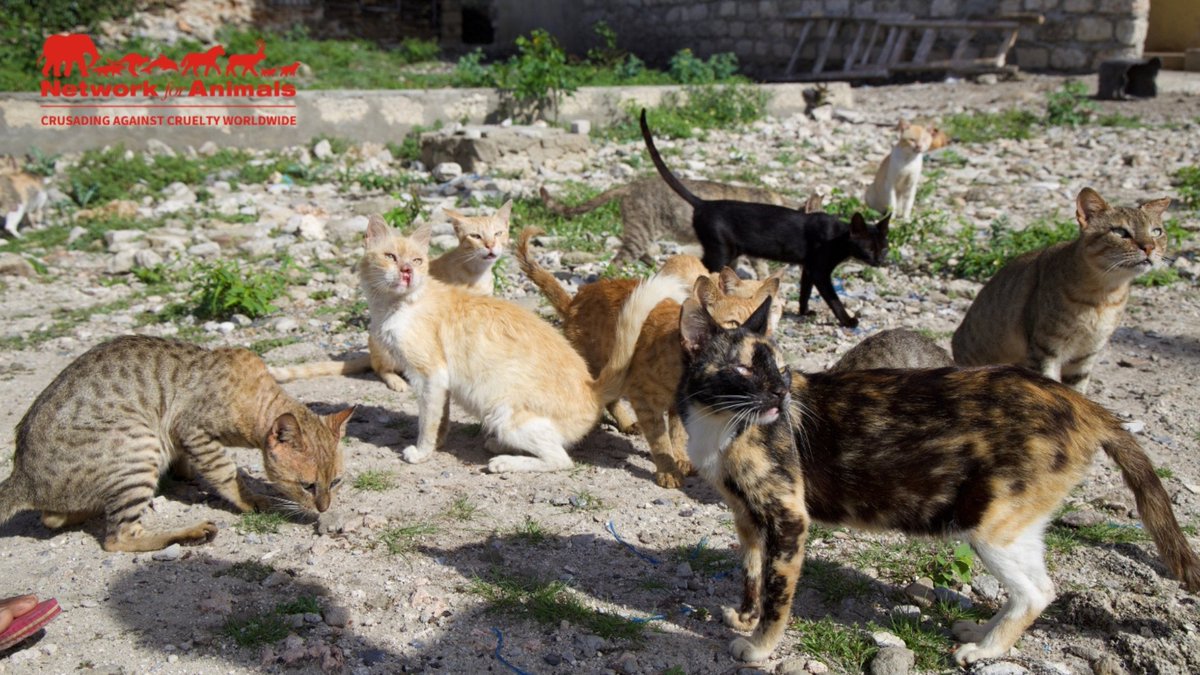 Network4Animals's tweet photo. 10,000 homeless cats are desperate for help in #Lamu, #Kenya!
We urgently need to continue our crucial #TNR sterilization program, preventing countless kittens from being born into suffering. Your support is vital β please get involved: https://t.co/LNm8zr2hT4
#NFACats https://t.co/UUsOAsTxpg
