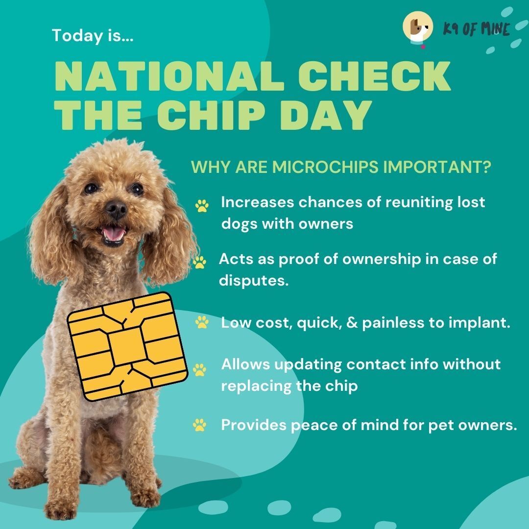 K9OfMine's tweet photo. Is your dog’s microchip information up to date? 𝗧𝗼𝗱𝗮𝘆 𝗶𝘀 𝗡𝗮𝘁𝗶𝗼𝗻𝗮𝗹 𝗖𝗵𝗲𝗰𝗸 𝘁𝗵𝗲 𝗖𝗵𝗶𝗽 𝗗𝗮𝘆, a reminder to ensure your furry friend's microchip details are current. 🐕🔍 https://t.co/S0xXeliuKI