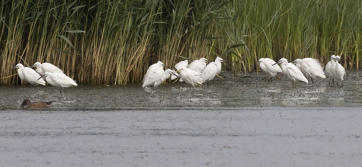 silly crops of distant bird but size almost same as Little, bill too thin and long, jowl Cattle - but presumably a Cattle x Little hybrid? Alkborough Flats last two days - feeds in water with Littles?