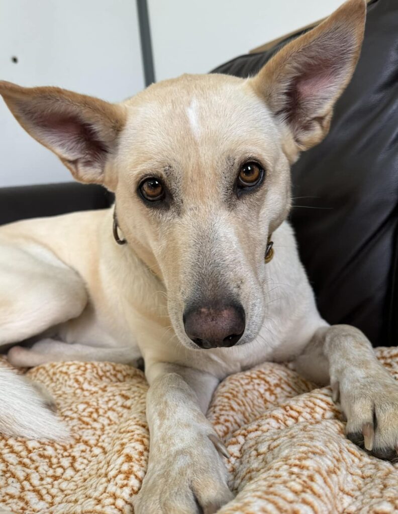 AdoptionsUk's tweet photo. Urgent please retweet to help Sansa find a home #YORKSHIRE #UK  
AVAILABLE FOR ADOPTION, REGISTERED BRITISH CHARITY✅
DETAILS OR APPLY FOR SANSA HERE 👇https://t.co/FxwrqJxnmB
'One week today, Sansa will have been with us for 6 whole months.  She's wondering why still no one wants her? They think she's OK. And they choose another dog Sansa is a super friendly girl, she LOVES her people. She can be reactive on lead to dogs, but she's having weekly sessions with dog behaviourist, Emma, and she's come on leaps and bounds!   We'll happily offer behaviour support to any new home -  Our hearts are utterly broken for Sansa, it's all we can do but to beg you to help us find her people.   Her perfect family HAVE to be out there somewhere.   
She just can't stay in kennels forever💔💔💔 '
 -Helping Yorkshire Poundies Rescue, Yorkshire 

#pets #animals #Leeds #England #Sheffield #Bradford #Rotherham #Wakefield #Burnley #GermanShepherd #dog #dogs #adoptdontshop #Rescuedog    
 
Please give Sansa another share 🙏