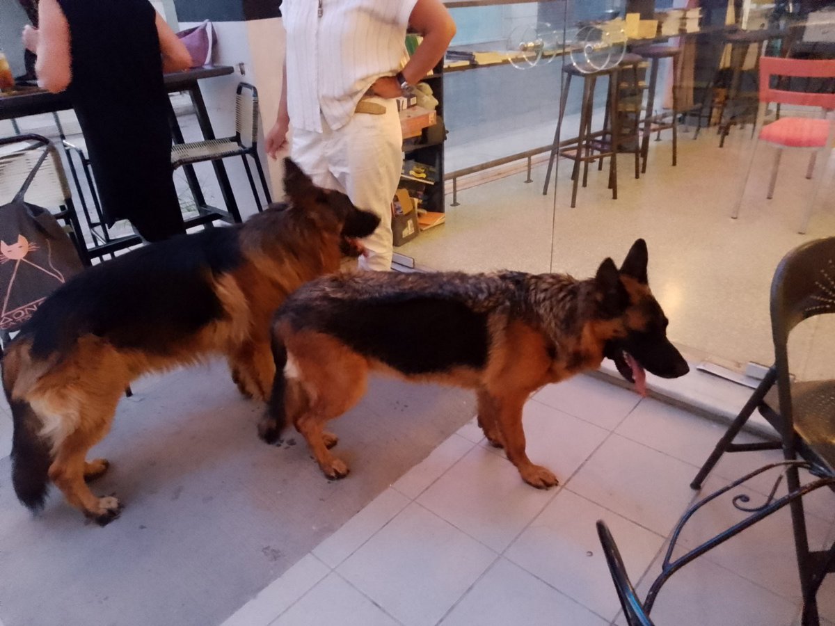 Βρέθηκαν πριν λίγο στον Κεραμεικό πολύ εξαντλημένα.
Προς το παρόν δεν έχουμε άλλες πληροφορίες.
Αν γνωρίζετε κάτι γι αυτά παρακαλούμε πολύ επικοινωνήστε μαζί μας με 💌🙏