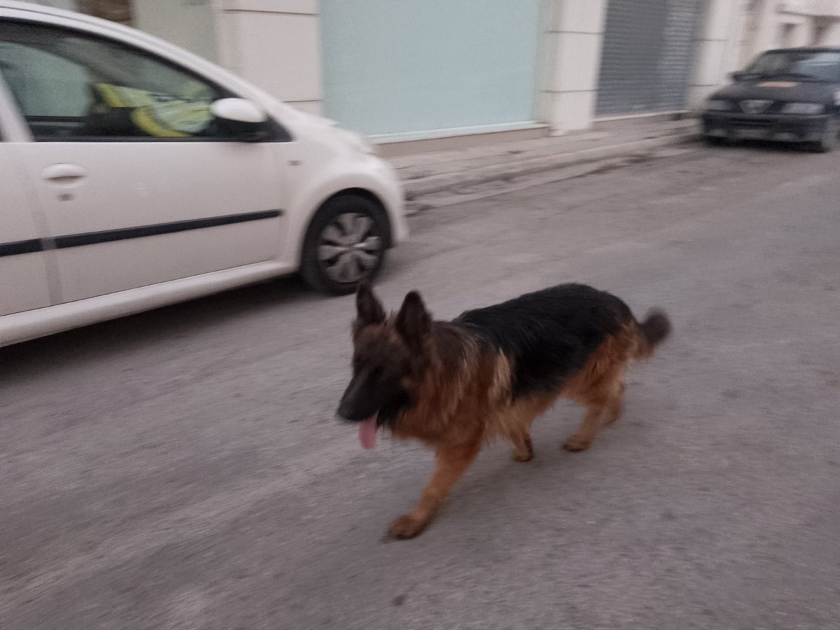 EmptyTheCages_'s tweet photo. Βρέθηκαν πριν λίγο στον Κεραμεικό πολύ εξαντλημένα.
Προς το παρόν δεν έχουμε άλλες πληροφορίες.
Αν γνωρίζετε κάτι γι αυτά παρακαλούμε πολύ επικοινωνήστε μαζί μας με 💌🙏 https://t.co/PrDAojae7x