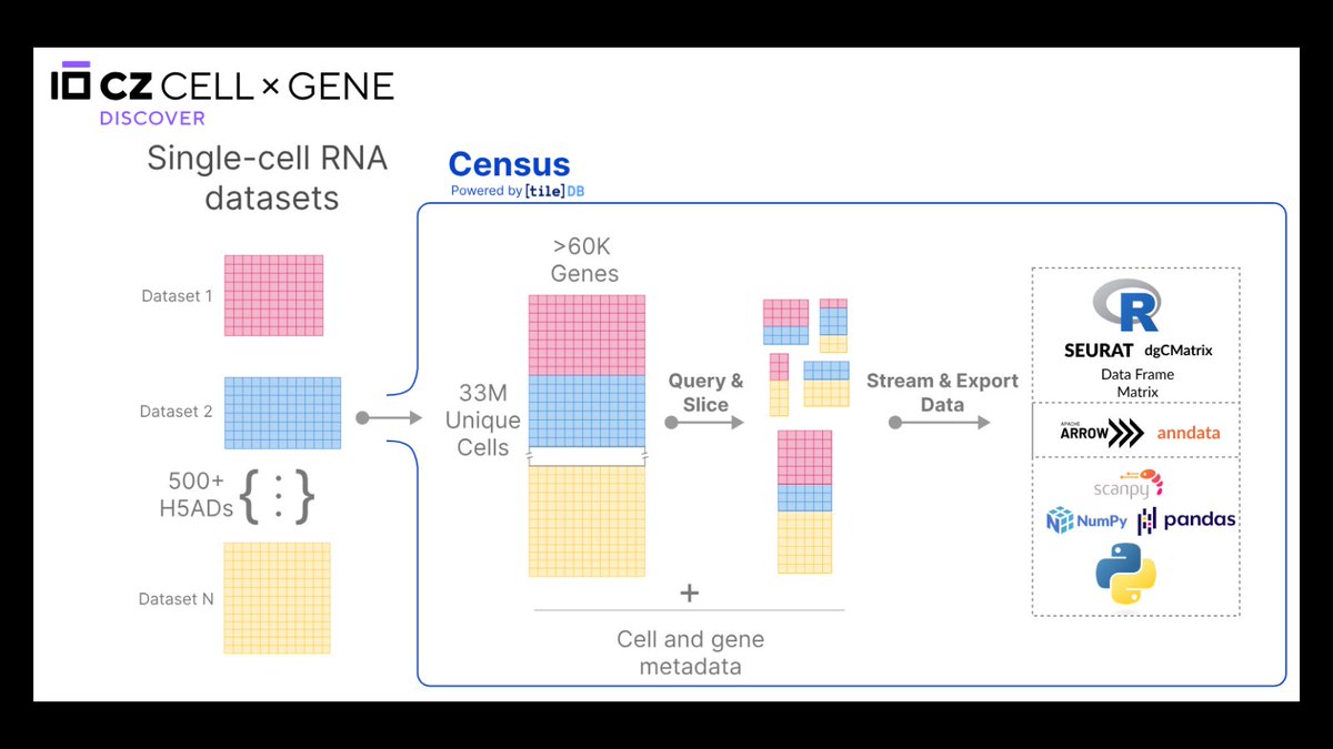 biohub's tweet photo. Census brings together all #SingleCell RNA data from CZ #CellxGene Discover to make access, queries and analysis more efficient. Start exploring: https://t.co/nTvmhhiUk6 https://t.co/y83dhZMWnD