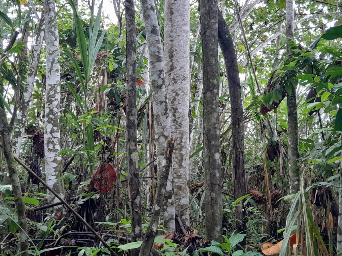OlgaCeciliaGuerrero tweet media
