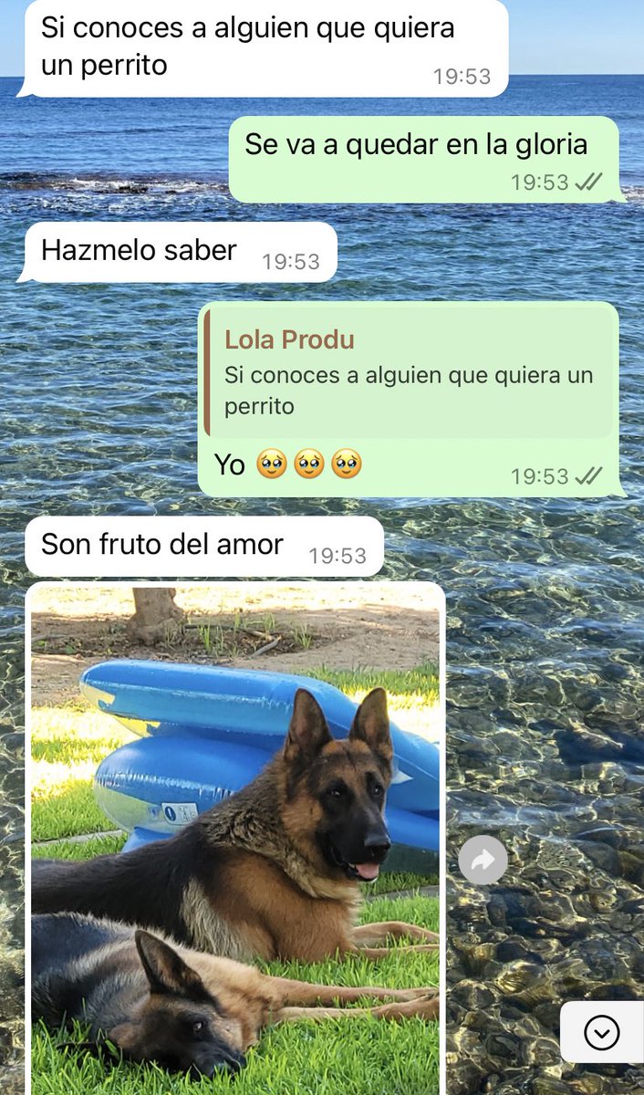 Pato tweet media