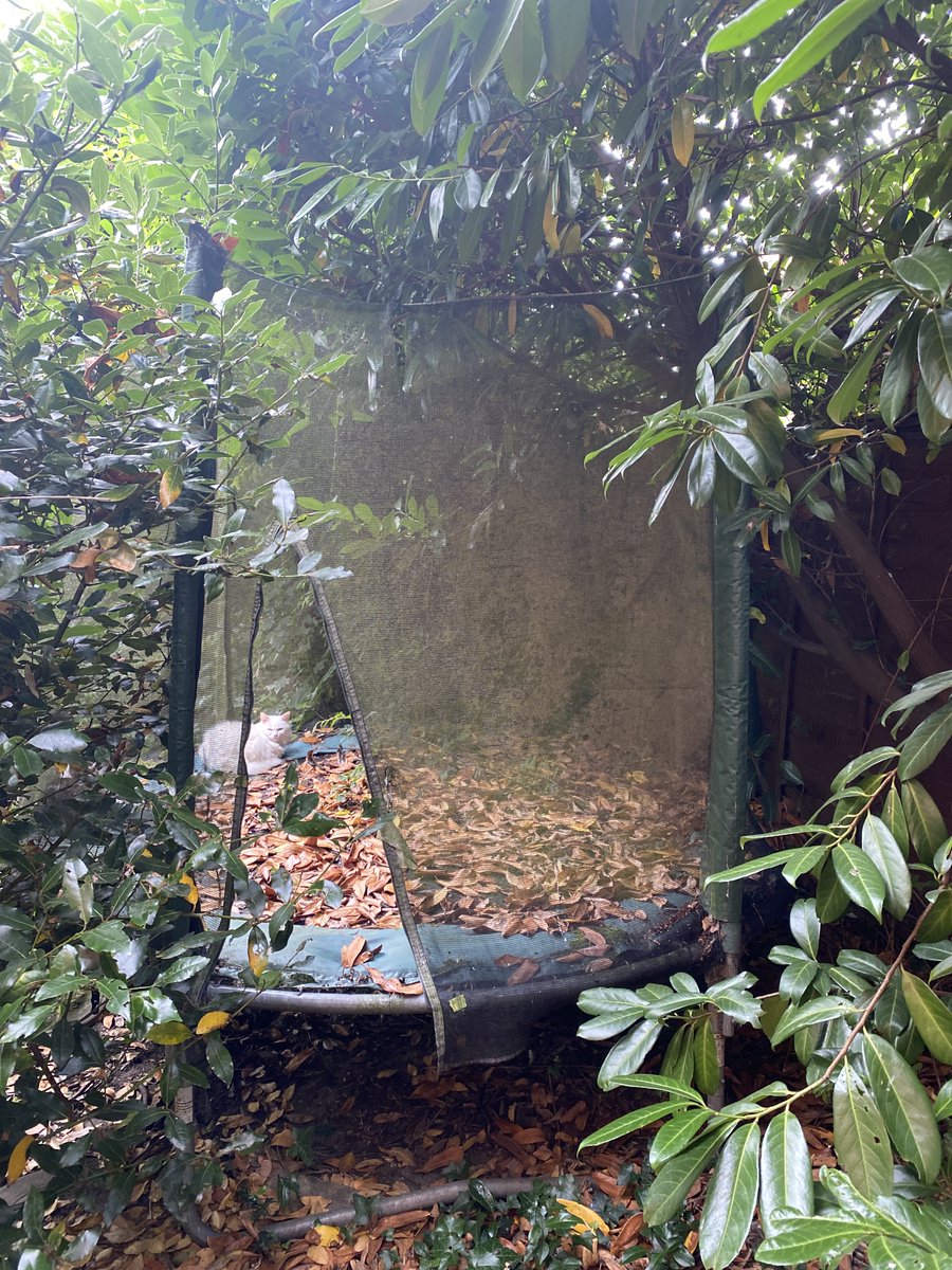 rubbishcom's tweet photo. Jonathan has reached out to us at https://t.co/YsFQu24xL2 to help dismantle, remove, and dispose of a wooden and wire chicken coop, a wooden and acrylic summer house, a trampoline, but not the cat in the photo 😊.
Need rubbish removing from your property?  💪♻️  #rubbishremoval https://t.co/J2OTzcLefh