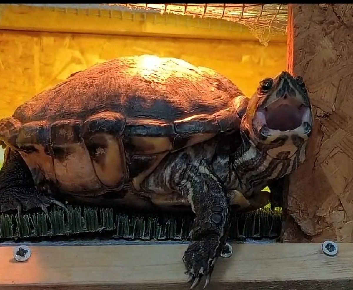 "Hör auf zu lachen Manfred!" 
Ich liebe es wie meine Schildkröte auf mich hört....🤣🐢
