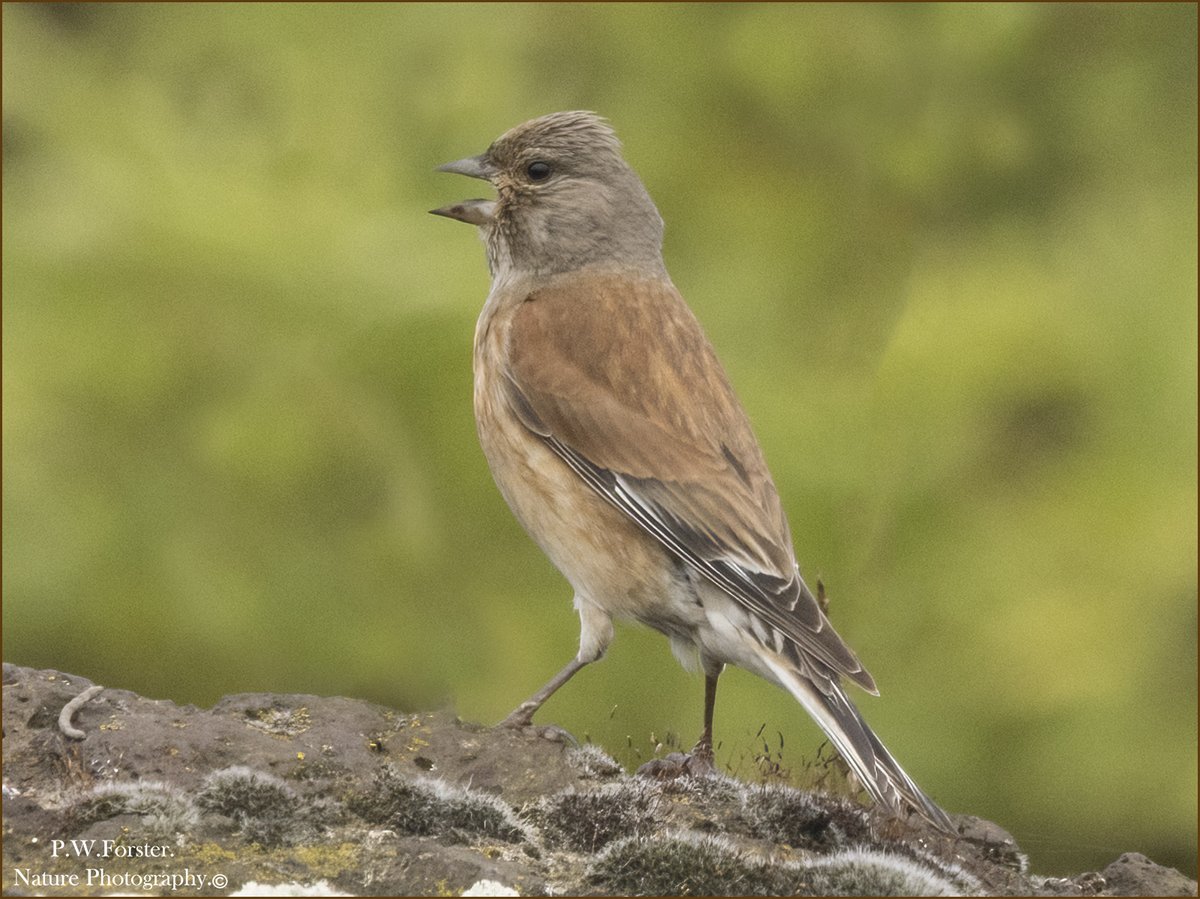 paul230156's tweet photo. Very Vocal Linnet from South Gare 
@teesbirds1 @clevelandbirds @teeswildlife @DurhamBirdClub @TeesmouthNNR @YWT_North @YorksWildlife @NTBirdClub @WhitbyNats @wildlifemag01 @YorkBirding @_BTO #BirdsUp #Nohide https://t.co/lbBAO4tqjk