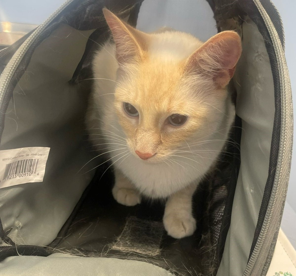 .@vanhumane:  Urgent veterinary care for Bodie dlvr.it/TByVzx