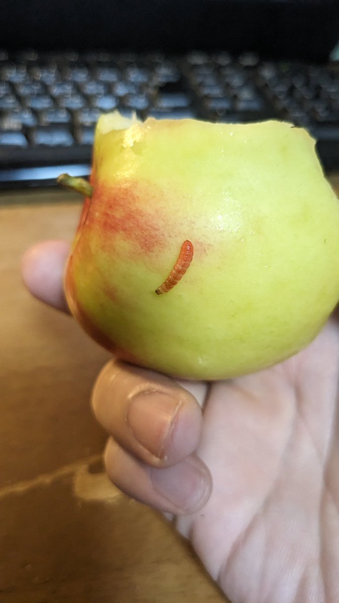 りんごを囓ってたら中から虫が出てきた。 調べたらモモシンクイガ