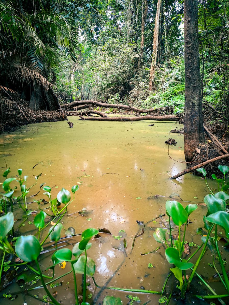 vanoostk's tweet photo. UCL-ETH Soil sampling campaign in the beautiful swamp forests of the Kasai river. @SedsTrop @ETH_SAE_group @FluvialSeds @ELI_UCLouvain https://t.co/n8CJTerYgC