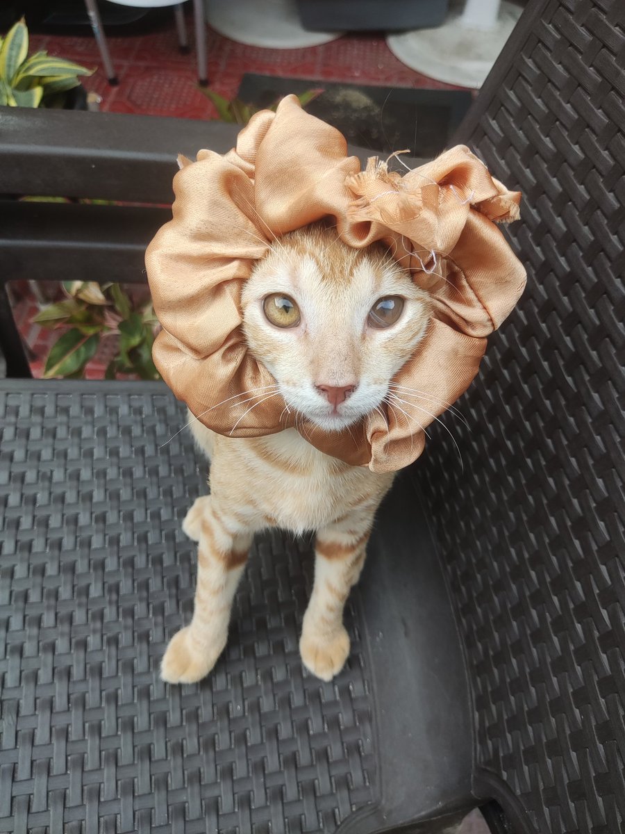 ALinero12's tweet photo. *Soy un guapetón aunque a mí mamá le guste ponerme cosas raras😹😹😹* https://t.co/prZMZCD12f