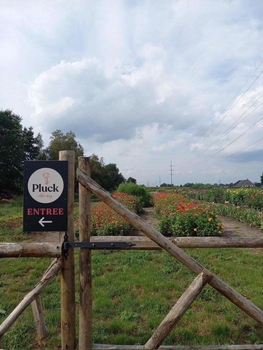 ienapiena's tweet photo. Vanmiddag was ik in de prachtige pluktuin van "Pluck elke dag" in Witharen, bij Ommen.
Ik kon er 3 vazen mee vullen. #aanrader #bezoektip #beeldentuin #terras #pluktuin https://t.co/9s9fh64NcM