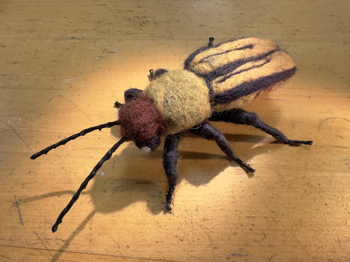 talkingrootworm's tweet photo. A wonderfully talented colleague in Illinois Natural History Survey #INHS Patti Dickerson, made this felted western #corn #rootworm for me. What a treasure! I gave her a couple of photos and she made this on Sunday night. https://t.co/NmMBLCq1UT