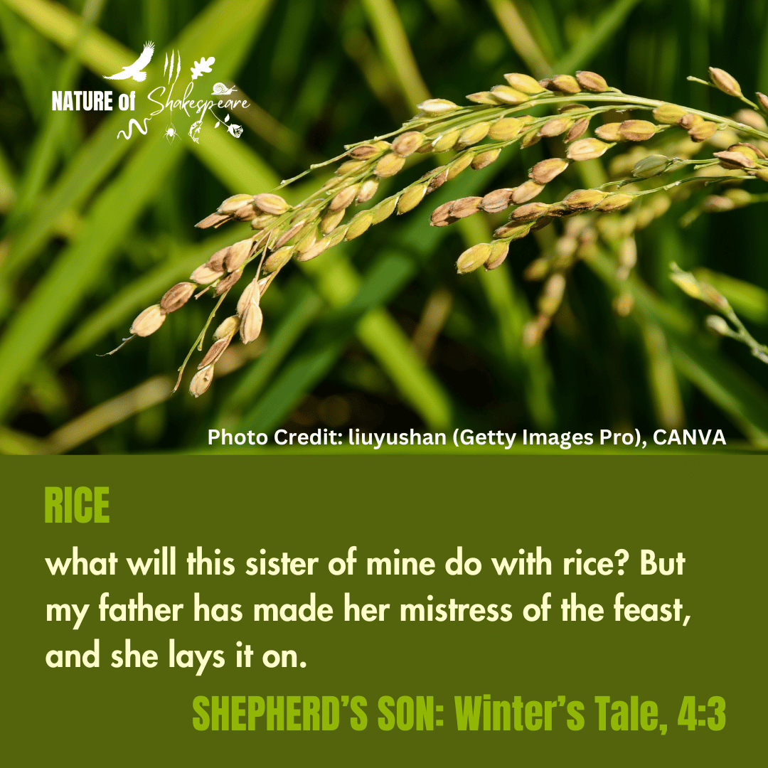 NatureS40430's tweet photo. Shakespeare Species Rice: what will this sister of mine do with rice? Perdita wants Rice for the Sheep Shearing  Feast &amp; her brother’s question makes it clear that it was a luxury &amp; unfamiliar foodstuff for some. #shakespearespecies https://t.co/MTGAkERfGP