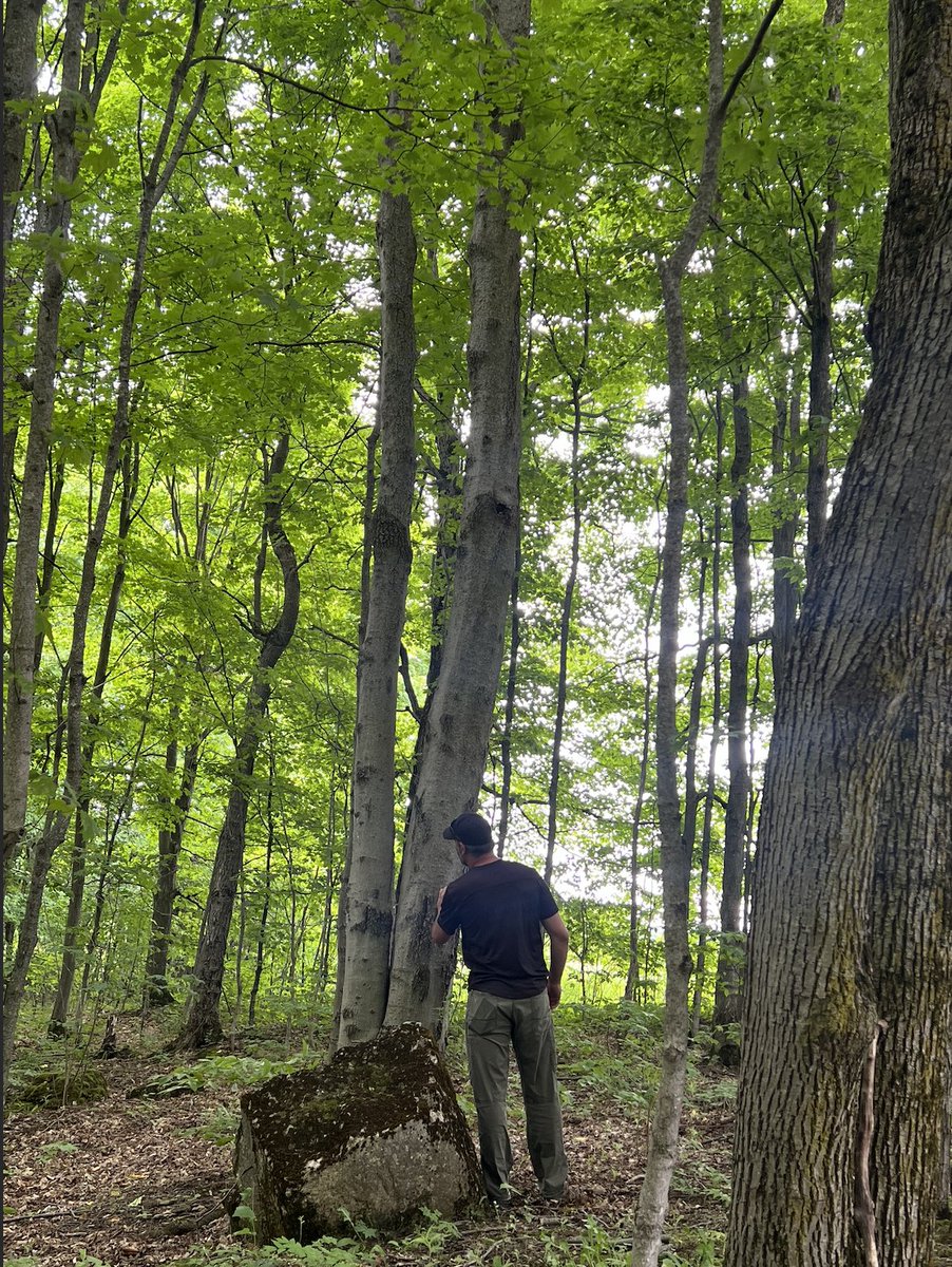 forestscanada's tweet photo. #DYK that the @InspectionCan dubbed August as #TreeCheckMonth to remind Canadians of the importance of protecting our plants and trees from invasive species. Trees play a vital role in human and animal health, so it is important to keep our trees healthy! https://t.co/2glcNCqA3p