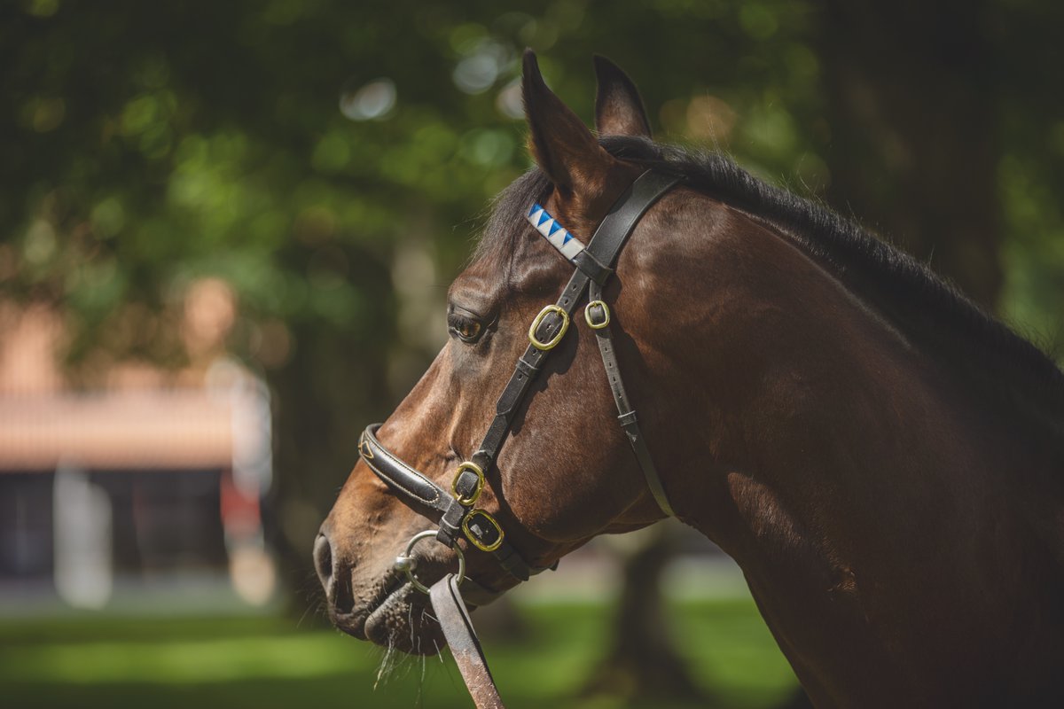 bloodstocknews's tweet photo. 🔷 A new winner for @DarleyEurope's first-crop sire PINATUBO (pic) 🔷

🥇 QILIN QUEEN wins at @salisburyraces for trainer @edwalkerracing. The 2YO filly was purchased by @SackvilleDonald from Mountain View Stud at @Tattersalls1766 for 280,000gns.

#ReadAllAboutIt https://t.co/Kzk5823o9K