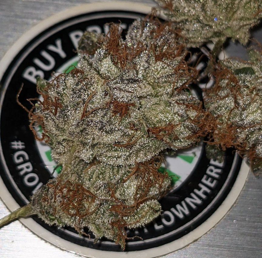 UKCannabisClubs's tweet photo. FREE Come Back Kush #77 fem seed for the next 10 people to get a UKCSC t-shirt.
πChem, meat, SFV OG & Cookies
The latest you can start something for a homegrown Christmas treat is the 21st of August.
#femseeds #ukcsc #kush #og #dank #right2grow #uk420 #overgrowyourgovernment https://t.co/JNvwF8trzS