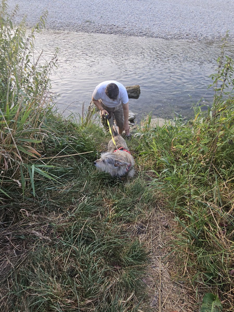 petra_roebl's tweet image. @hippiebeach #Traun #Traunleiten