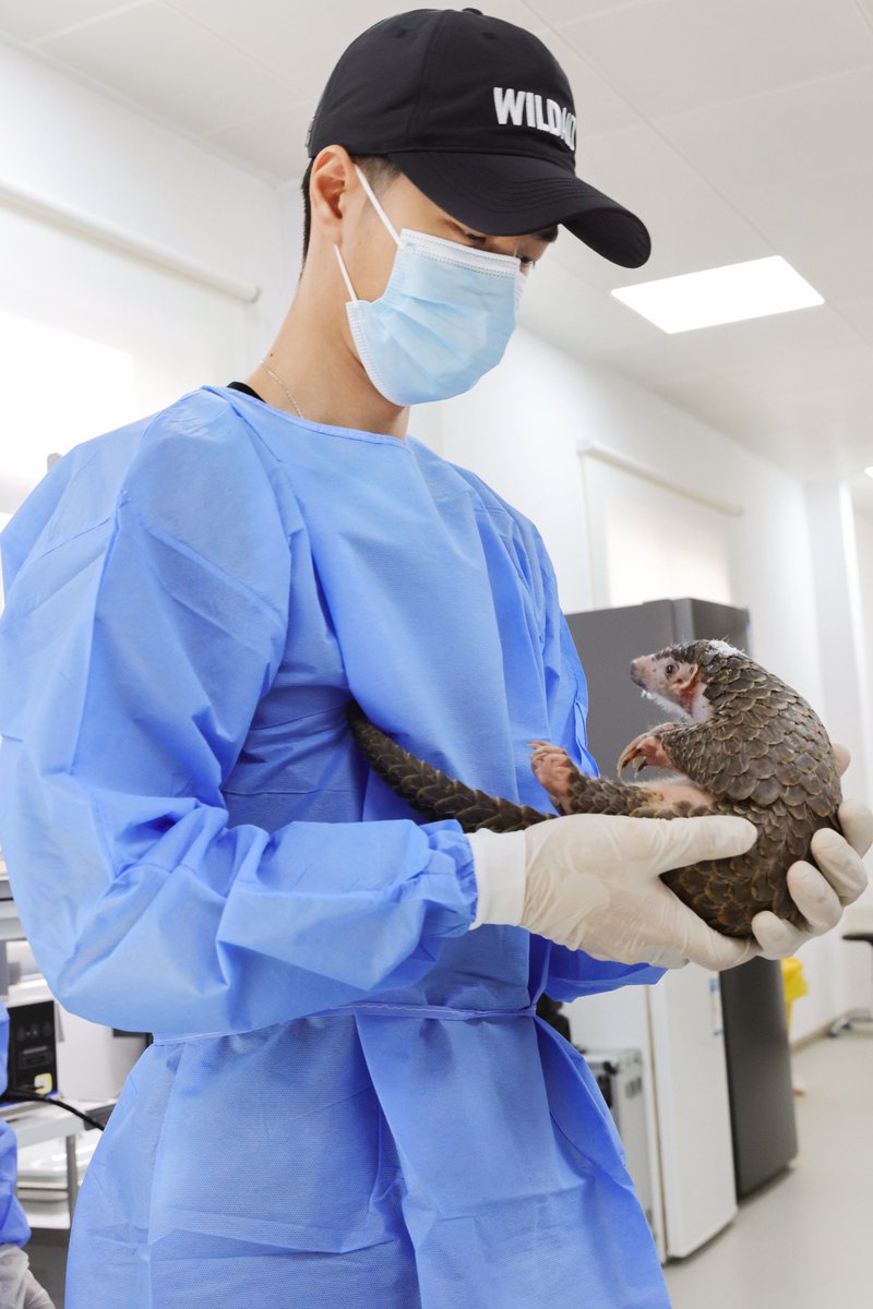 WildAid's tweet photo. Huge thank you to our supporters and #WangYibo and his incredible fans for making this success possible! You've helped bring much-needed awareness to pangolins!

💚 Watch Defenders of the Hidden here: https://t.co/QgZeDjbvM7 https://t.co/AlFPH8Xhzw