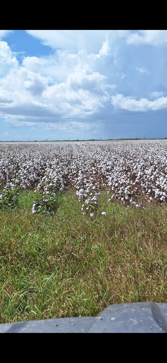 About to get to rolling tomorrow. <a href="/PhytoGenCotton/">PhytoGen Cottonseed</a> #400 always comes in strong.