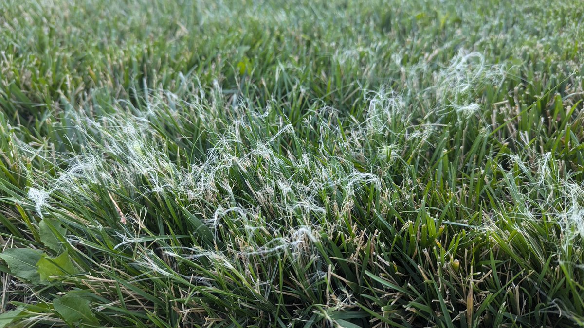 Ross Braun tweet media