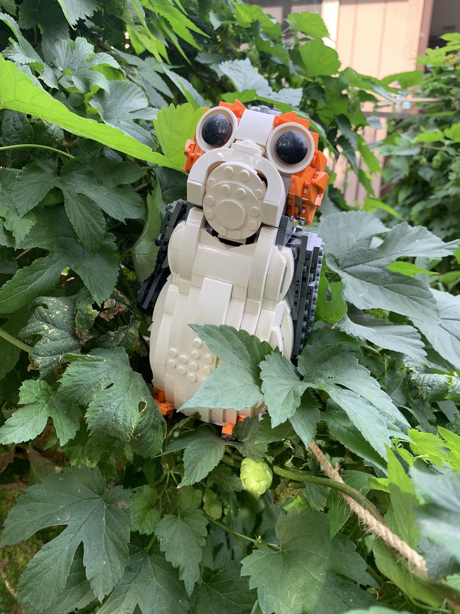 Andtercel's tweet image. Owl hunting #TheFirstFriday #OrbitalChallenge