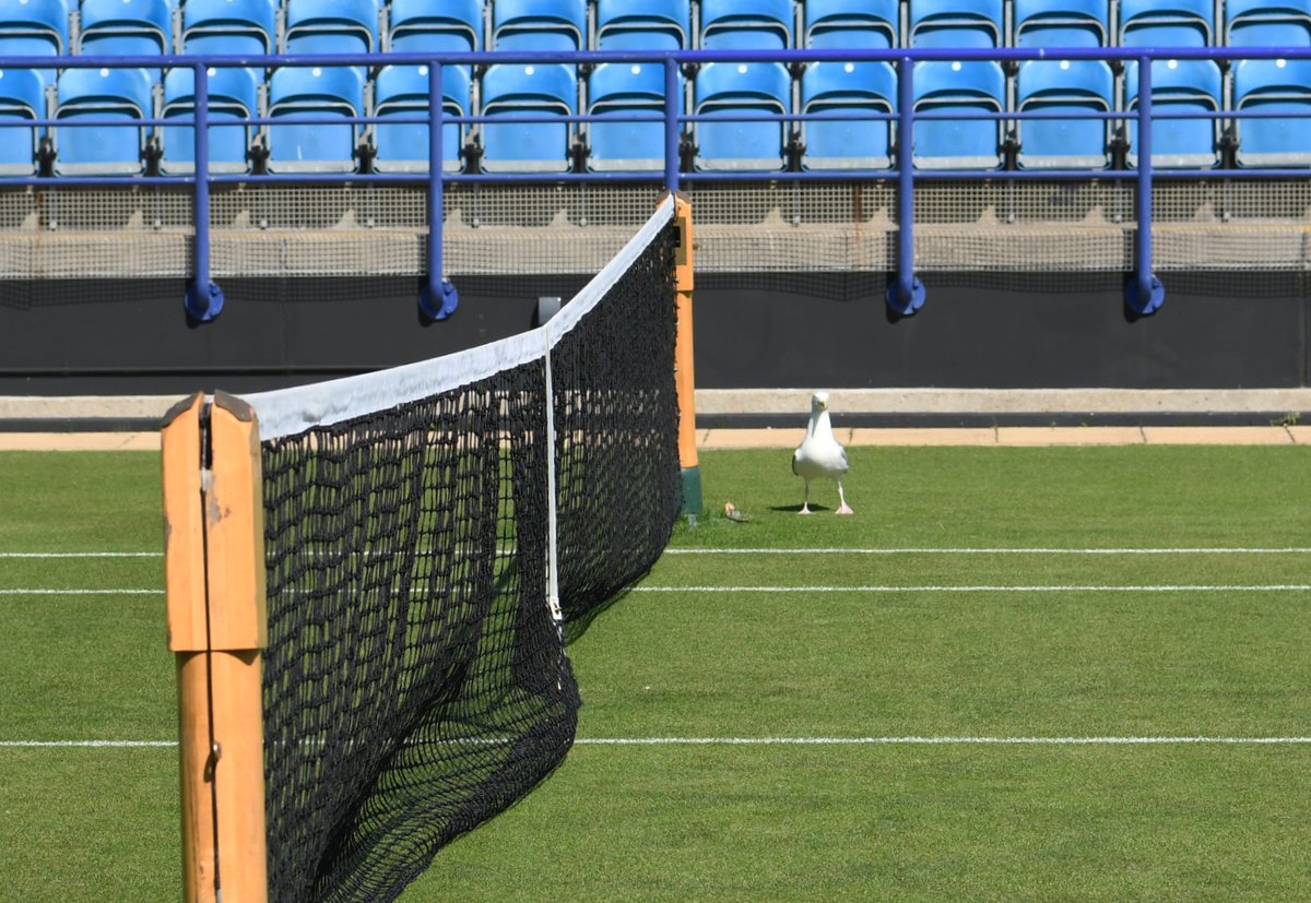 I was witness to some outrageous behaviour from the local herring gulls at Devonshire Park at the <a href="/LTACompetitions/">LTA Competitions</a> O35s county cup - theft of bananas and bags of haribo from on court bags.. Good to see others are training to be ball birds on the main court 🙃