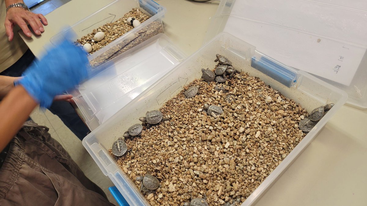Adam Joseph (@6abcadamjoseph) on Twitter photo BABY TERRAPINS
They are beginning to hatch. Wait to see these little guys today at 4pm.
<a href="/6abc/">Action News on 6abc</a> <a href="/WetlandsSHNJ/">Wetlands Institute</a> BABY TERRAPINS
They are beginning to hatch. Wait to see these little guys today at 4pm.
<a href="/6abc/">Action News on 6abc</a> <a href="/WetlandsSHNJ/">Wetlands Institute</a>