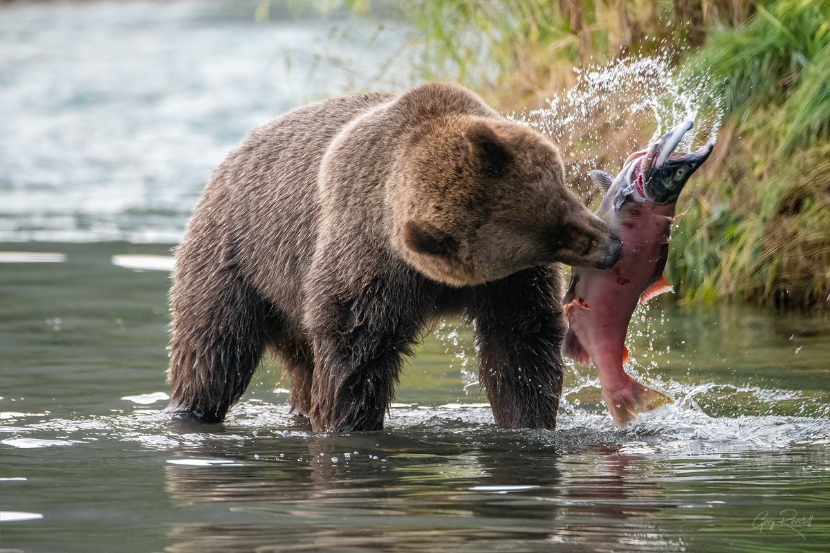 We love Alaska. We saw grizzly bears, black bears, moose, sea otters, harbor seals, eagles and more. We came back with some pretty epic landscape photos too. This might be my favorite from the trip. 
.
#alaska #wildlife #wildlifephotography #bears #grizzlybear #keniapeninsula
