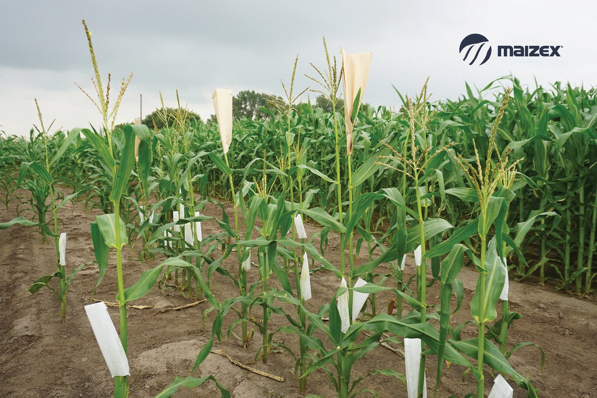 Welcome to the Maizex Nursery! 🌱

Here’s a look at how we manage pollen in corn to develop new inbreds. These inbreds are essential for creating innovative hybrids in our production system! 

Discover more about this process in the latest #Agrominute 
👉 youtu.be/fTAlqDZ_hnM?si…