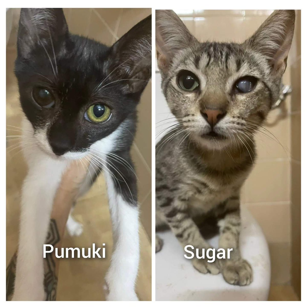 PUMUKI y SUGAR estaban en muy mal estado y medio ciegos. Desgraciadamente Sugar perdió completamente la visión en un ojito y Pumuki tiene visión reducida ,han mejorado mucho.A partir del 24 necesitan  casa para no estar en el albergue 

699 08 00 06 Antonio 
676 71 37 54 Eva