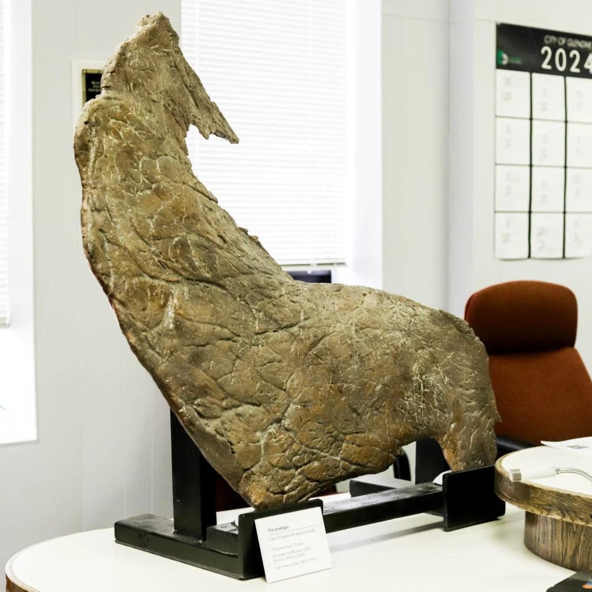 🦖 Big news from Museum of the Rockies! Our John R. Horner Curator of Paleontology, Dr. John Scannella, and a global team of #paleontologists presented Glendive Mayor, Deb Dion, with a fossilized triceratops frill cast. 
Read here: ow.ly/MHc550SYNLV
 #Triceratops #MOR