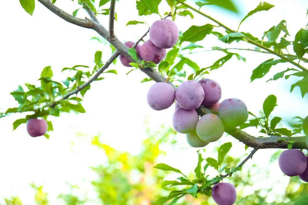 Top 10 Fruits That Grow In Summer Garden

Full Article 💬👉: sunnyveggie.com/top-10-fruits-…

#GardeningX #GardeningTwitter #gardeninguk #GreenThumb #plants #indoorplants #nature #Greenery #growing #gardenersworld #gardeningtips #MyGarden #soilhealth #Flowers #UkraineWar #gardenshour