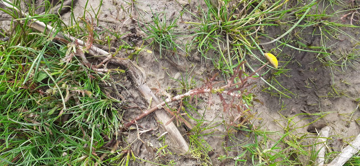 Our new paper on alien buttonweed shows that it is readily dispersed by #endozoochory across a wide range of salinities in Europe. On the same day, we find it for the first time in ricefields (in Brazil), where it likely arrived in waterbirds #alienspecies
mdpi.com/2223-7747/13/1…