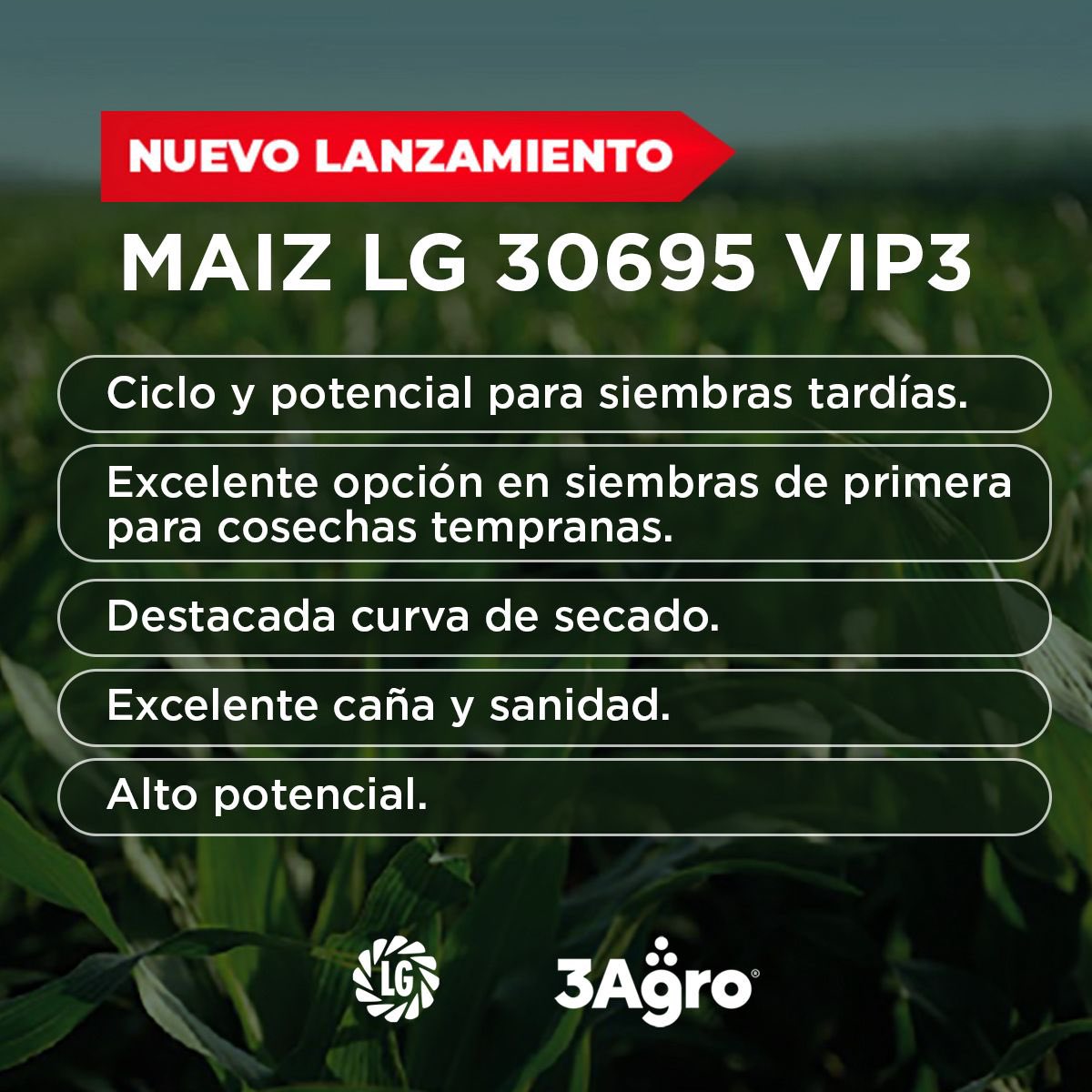 🔥𝗡𝗨𝗘𝗩𝗢 𝗟𝗔𝗡𝗭𝗔𝗠𝗜𝗘𝗡𝗧𝗢⤵️