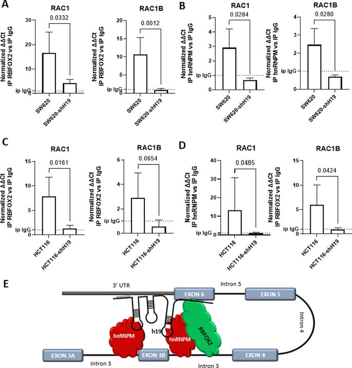 JournalofExper1's tweet image. New study!🍉

Regulatory role of lncH19 in RAC1 alternative splicing: implication for RAC1B expression in #colorectalcancer

Look here👇
jeccr.biomedcentral.com/articles/10.11…

#LongnoncodingRNA
#Alternativesplicing
#RNAbindingproteins
