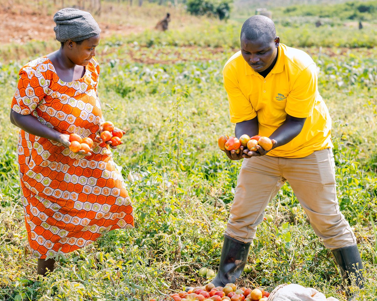 Norman Mugisha (@normanmugisha1) on Twitter photo And the goal is simple making the African continent more prosperous where poverty and hunger will be only in history books! <a href="/afrifarmersm/">Afri-Farmers Market</a> <a href="/realms2020/">REALMS</a> <a href="/MastercardFdn/">Mastercard Foundation</a> <a href="/Jasiri4Africa/">JASIRI</a> <a href="/UNDP_Rwanda/">UNDP Rwanda</a> <a href="/SegalFoundation/">Segal Family Foundation</a> <a href="/ryaf_agribiz/">Rwanda Youth In Agribusiness Forum</a> #farmers #Africa #Rwanda And the goal is simple making the African continent more prosperous where poverty and hunger will be only in history books! <a href="/afrifarmersm/">Afri-Farmers Market</a> <a href="/realms2020/">REALMS</a> <a href="/MastercardFdn/">Mastercard Foundation</a> <a href="/Jasiri4Africa/">JASIRI</a> <a href="/UNDP_Rwanda/">UNDP Rwanda</a> <a href="/SegalFoundation/">Segal Family Foundation</a> <a href="/ryaf_agribiz/">Rwanda Youth In Agribusiness Forum</a> #farmers #Africa #Rwanda