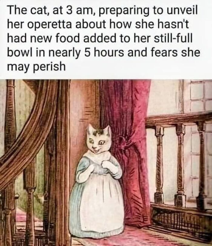 Cats and Kittens tweet media