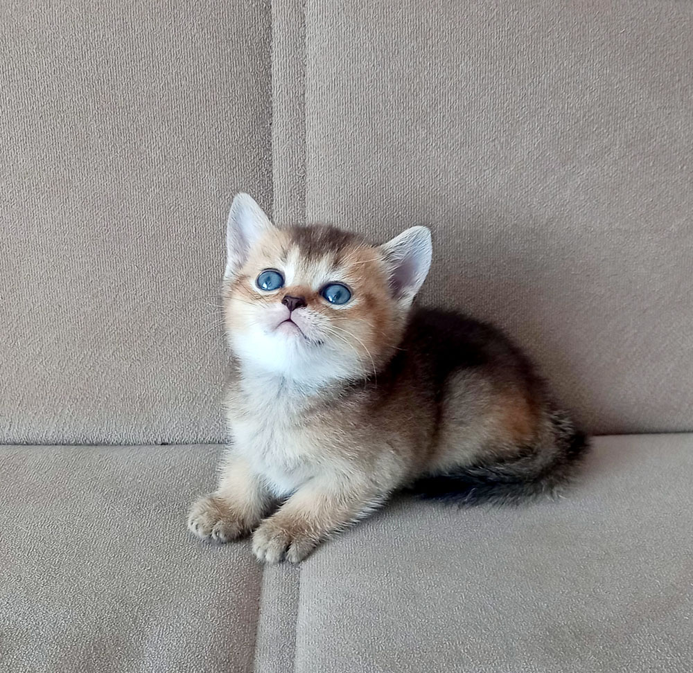 WimpyCatHouse's tweet photo. 1 Aylık British Shorthair Dişi ve Erkek Yavrular
Anne sütü tamamlandıktan sonra yeni aileleri için hazır olacaklar 
Çorlu / Tekirdağ
Bilgi için mesaj gönderebilirsiniz
#britishshorthair #babycat #yavrukedi #kedi #cinskedi #kedisahiplendirme #kedisahiplenme #cinskedisahiplendirme https://t.co/WhHFGnGixd