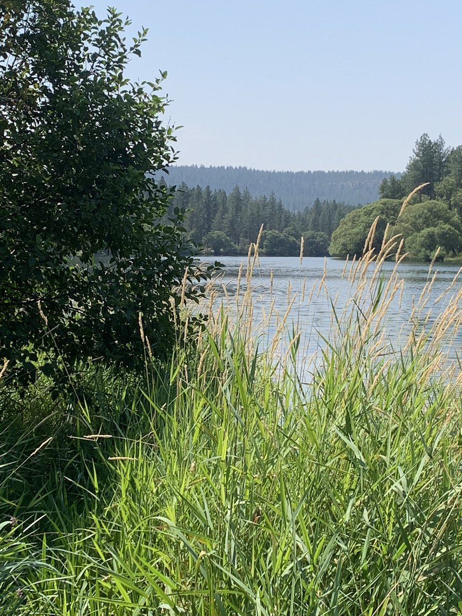 Andtercel's tweet image. Petraia #TheFirstFriday #OrbitalChallenge