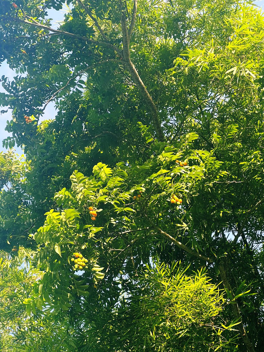 Pourquoi les mombins sont-ils toujours aussi hauts ? POURQUOI ? 😅