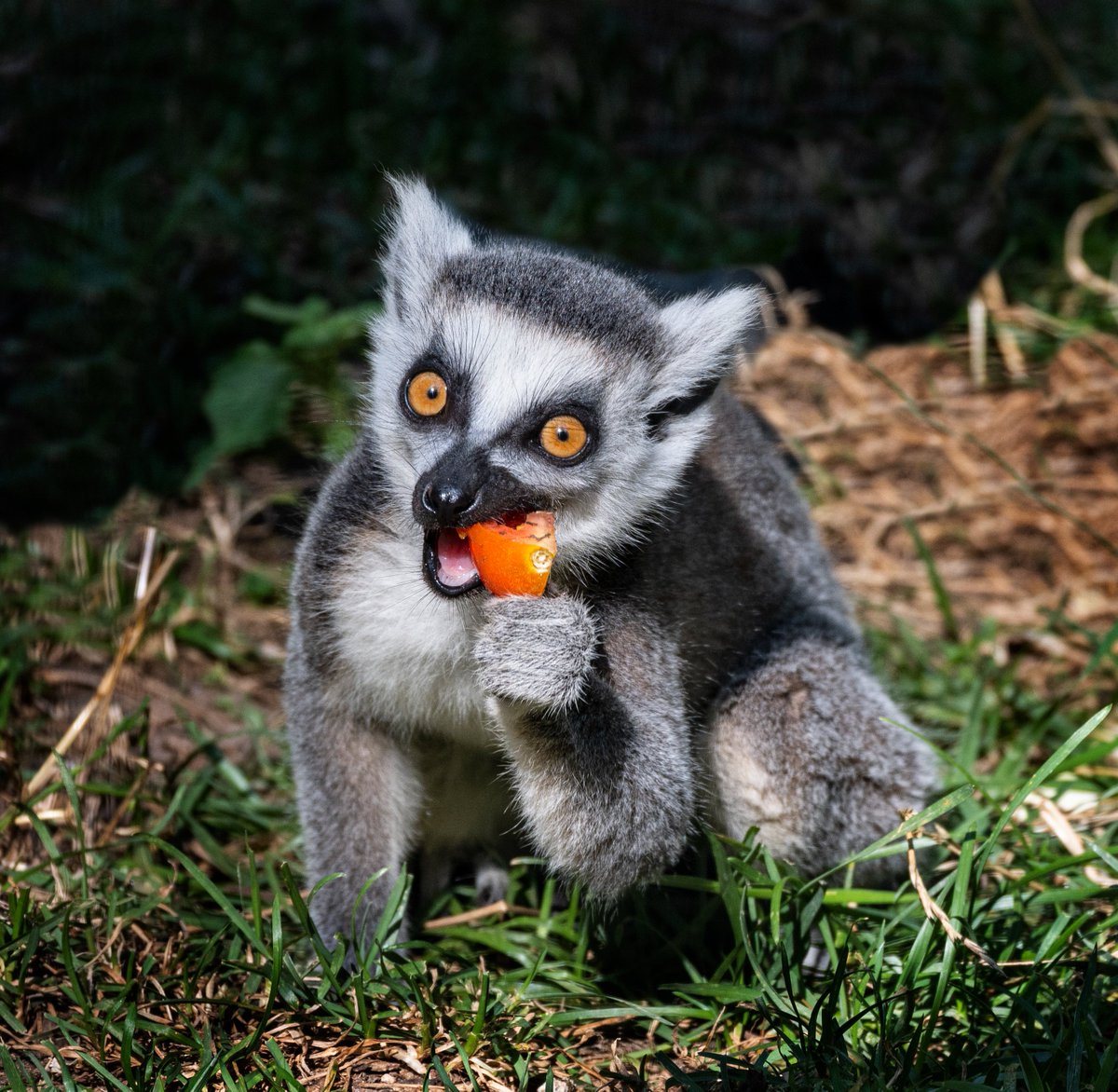 Yellow River Wildlife Sanctuary tweet media
