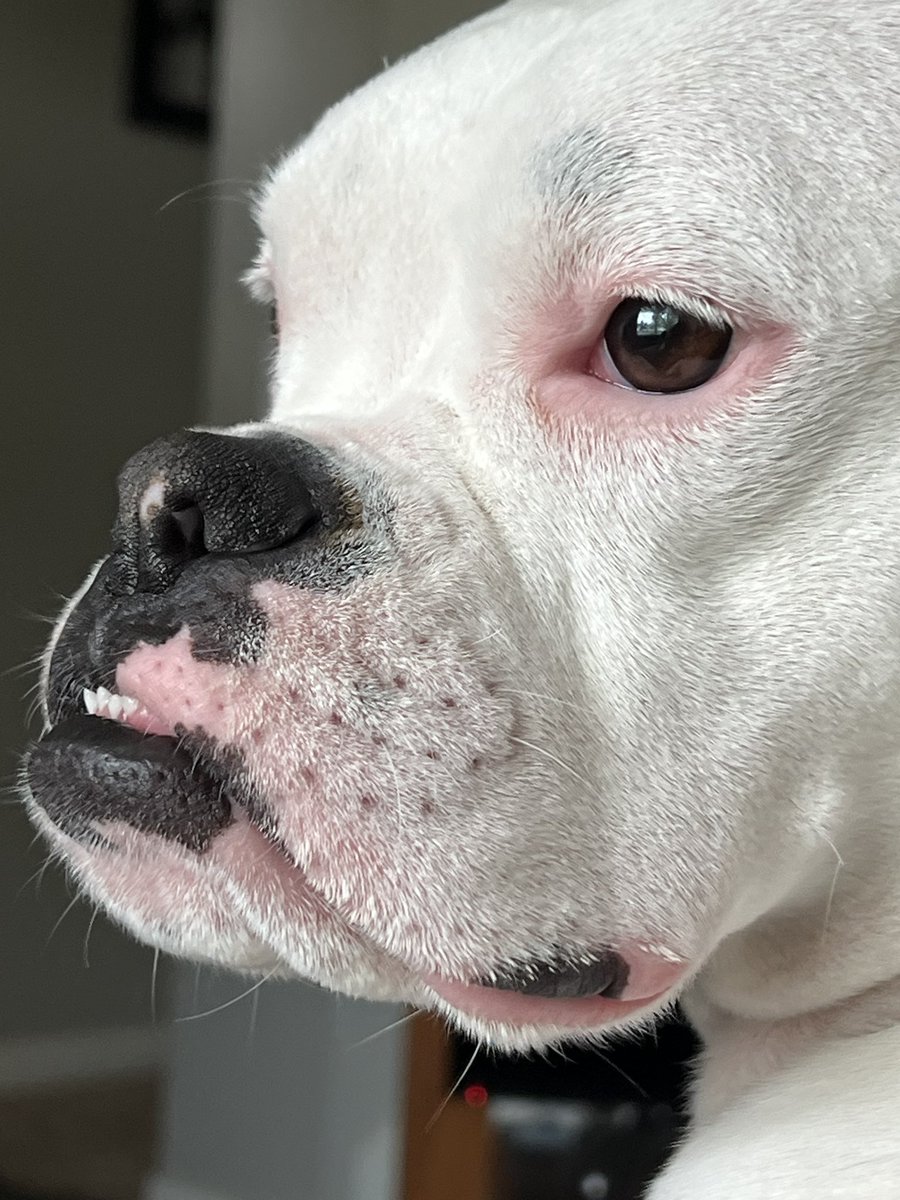 the_sageft's tweet photo. Don’t @ me, bruh
#boxerbreed https://t.co/E3r2nINIcu