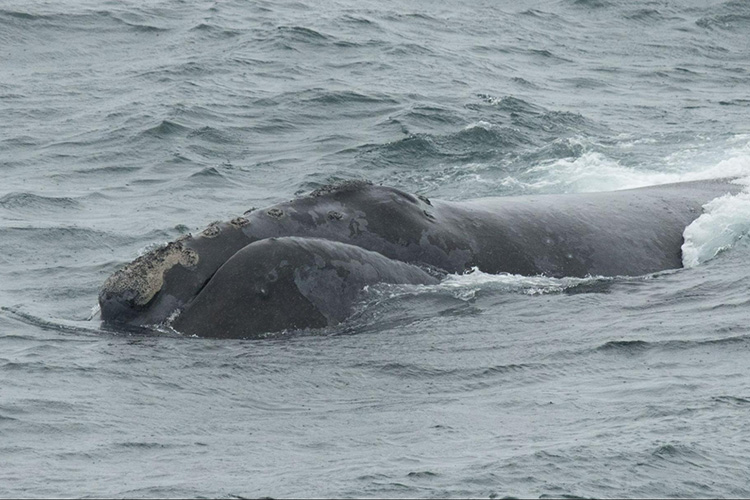NOAAFisheriesAK's tweet photo. A new NOAA Fisheries study has compiled all sightings of the critically endangered Eastern North Pacific right whale since 2006, revealing important insights into their habitats and movements. #NorthPacificRightWhales #RightWhales #Whales #Alaska
https://t.co/eUC7VUvABf https://t.co/ydL0Ebgmy3