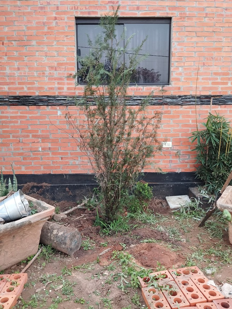 johaa_torres's tweet photo. Le dije a mi marido cómprame un pino antes que suban de precio. Me trajo un agripino @franco_esca https://t.co/dGZRwqYLbM