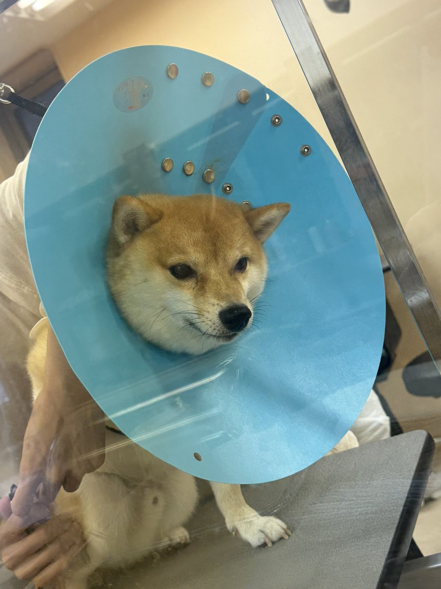 AzukiKinako4's tweet photo. 桃尻カットと爪とお尻のケアに🐕
前足の時に暴れてエリザベス装着w
テンションだだ下がり⤵️
母ちゃん見つけて、頑張ってますアピール笑

今日は、台風だから夜までお散歩行けないなー🌀 https://t.co/bSxDpWW9De