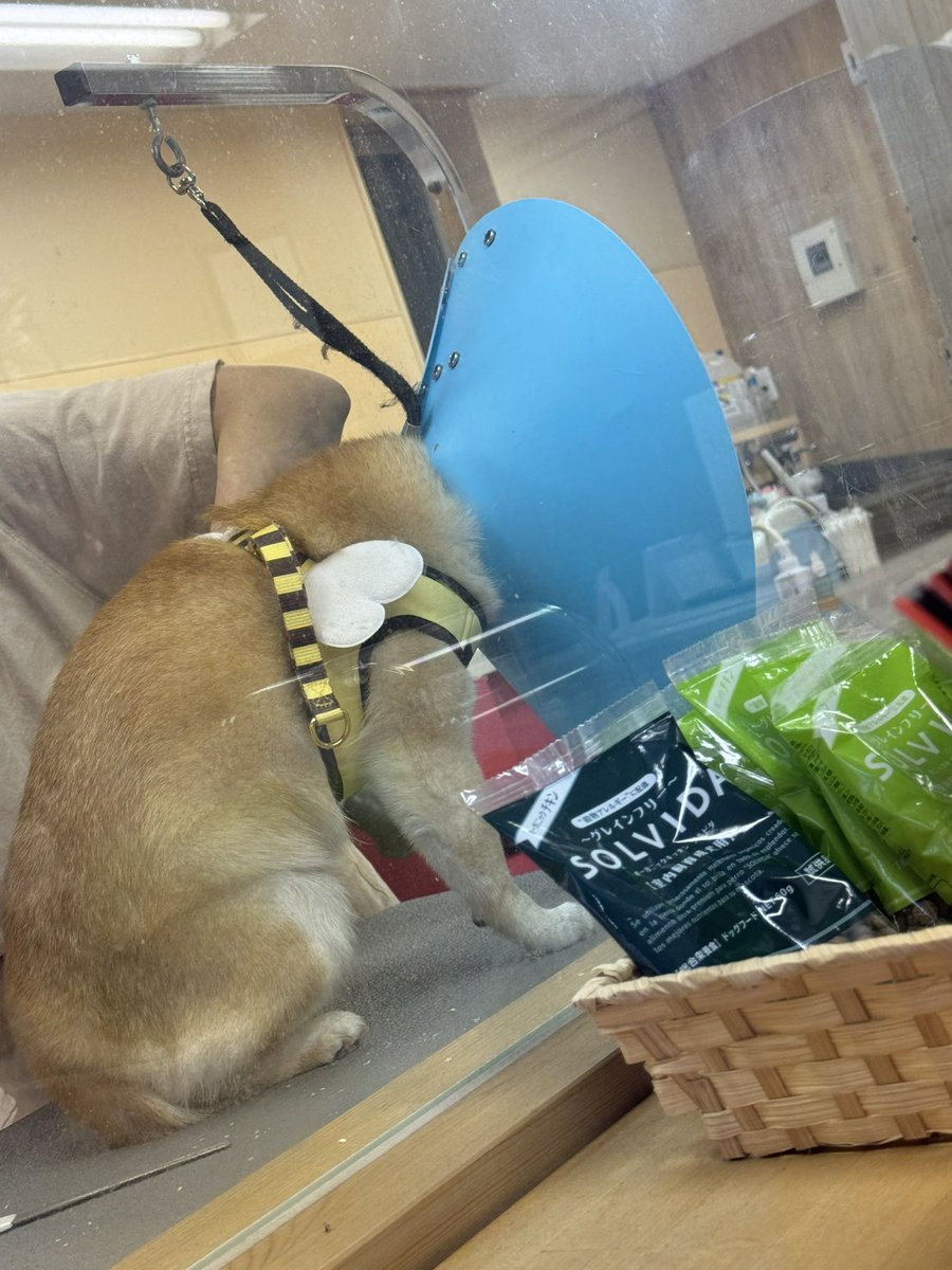 AzukiKinako4's tweet photo. 桃尻カットと爪とお尻のケアに🐕
前足の時に暴れてエリザベス装着w
テンションだだ下がり⤵️
母ちゃん見つけて、頑張ってますアピール笑

今日は、台風だから夜までお散歩行けないなー🌀 https://t.co/bSxDpWW9De